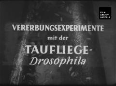 Vererbungsexperimente mit der Taufliege - Drosophila