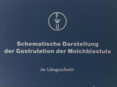 Schematische Darstellung der Gastrulation der Molchblastula im Längsschnitt