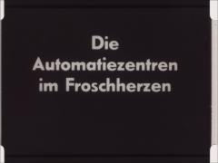 Die Automatiezentren im Froschherzen