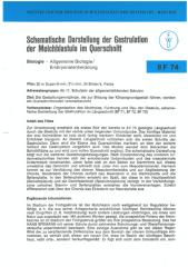 Schematische Darstellung der Gastrulation der Molchblastula im Querschnitt [Begleitmaterial]