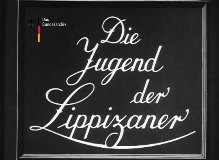 Die Jugend der Lippizaner