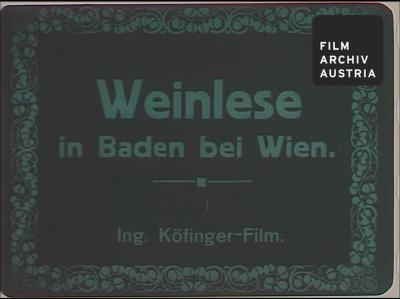 Weinlese in Baden bei Wien