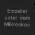 Einzeller unter dem Mikroskop