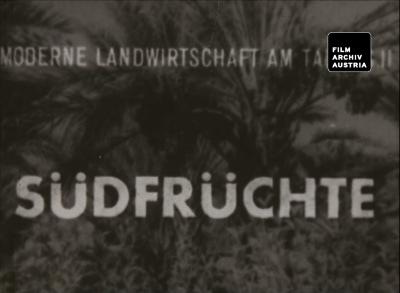 Südfrüchte. Moderne Landwirtschaft am Taurus II