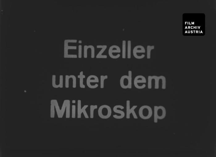 Einzeller unter dem Mikroskop